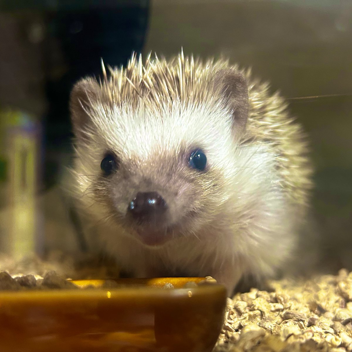 カワモトタカユキ tweet media