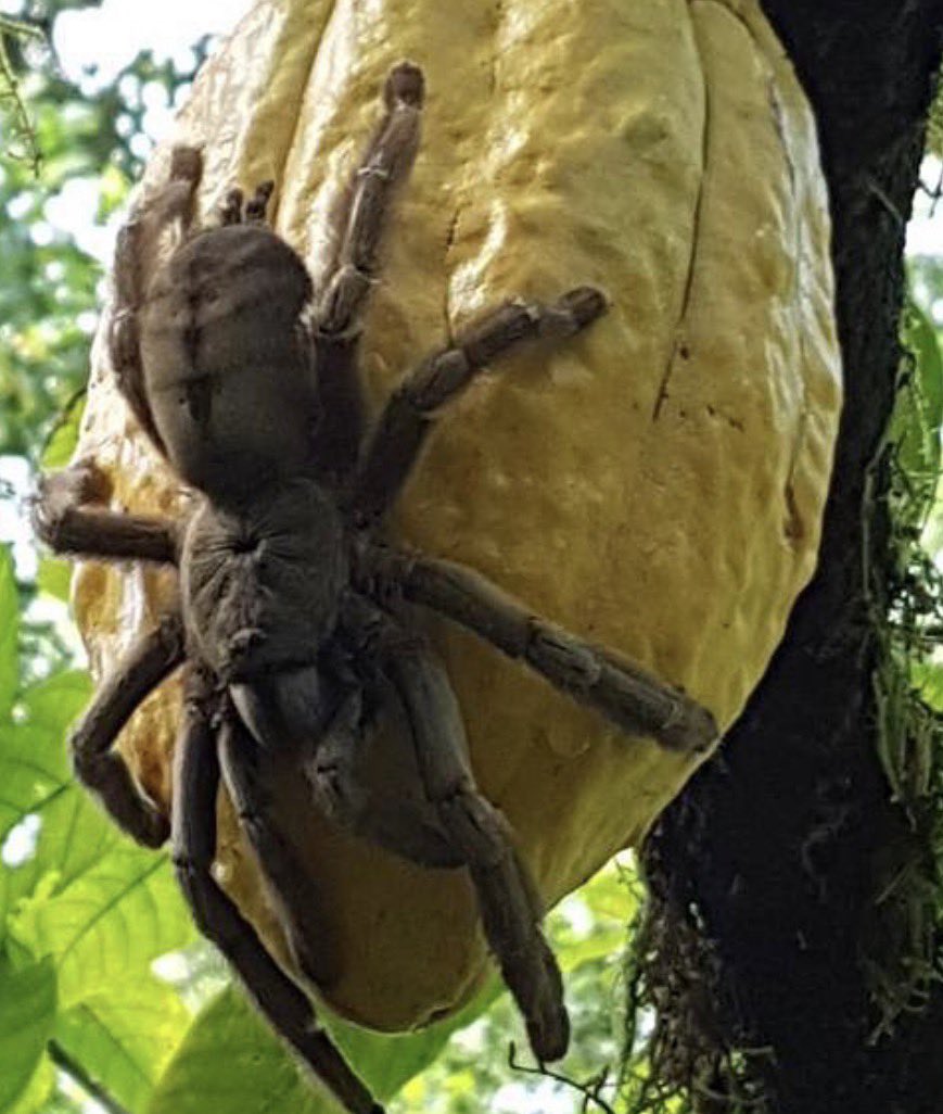 JEFFERY @TriggeredCapital tweet media