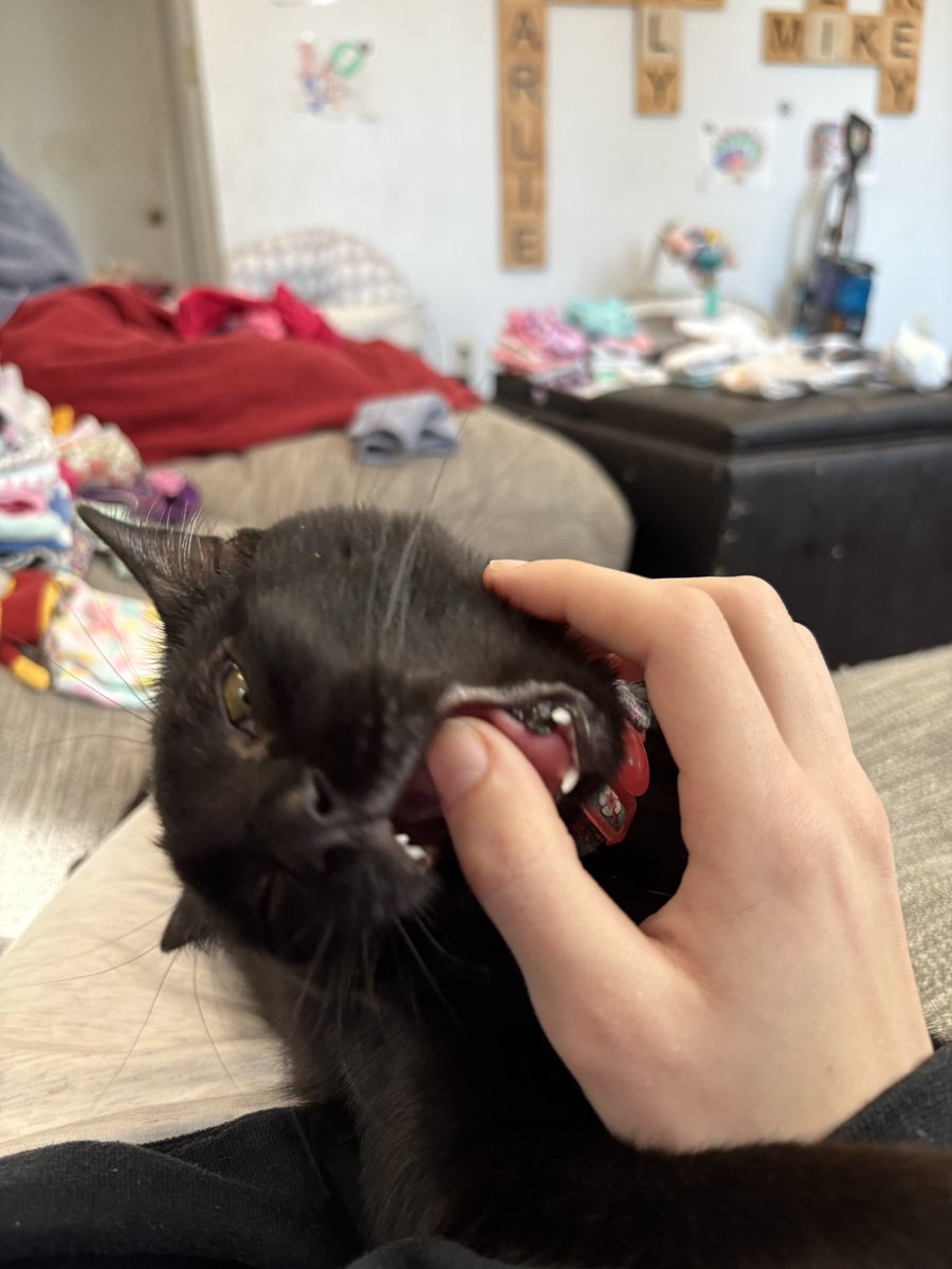 emmyomatic's tweet photo. hi guys my nephews cat likes to chew on my fingers https://t.co/ZksjIab6mm