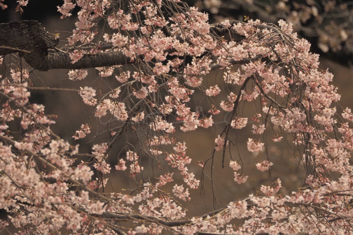 VERISUKE0805's tweet photo. 日本の春は美しい
The beauty of Japanese spring https://t.co/MZildXaySn