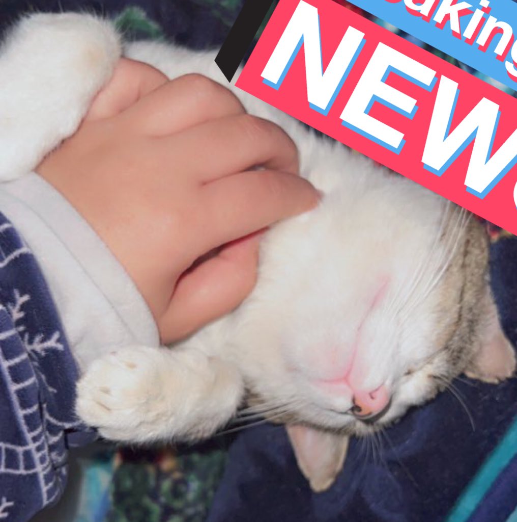 𝗥 𝗘 𝗛 𝗔 𝗠 tweet media