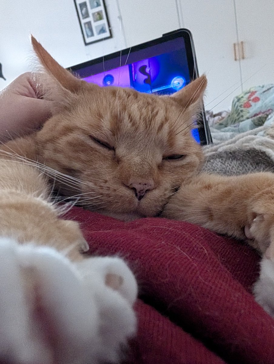 fay 🐢 tweet media