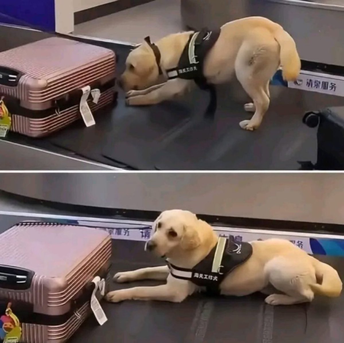 Puppies 🐶 tweet media