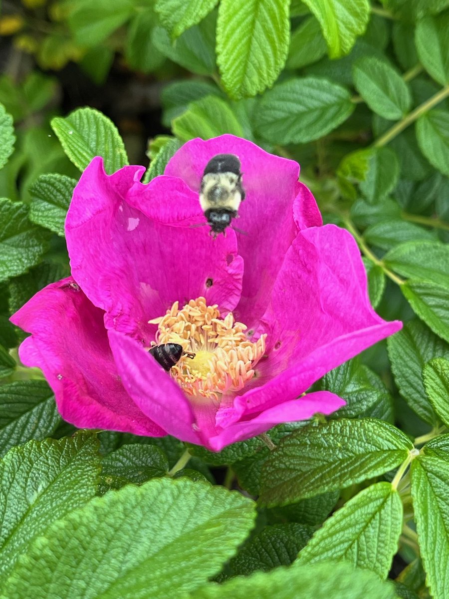 TheCassRoss's tweet photo. Bees & Roses #SweetBee 🌸🐝 ⭐️✨ https://t.co/dHqs8LZAMy