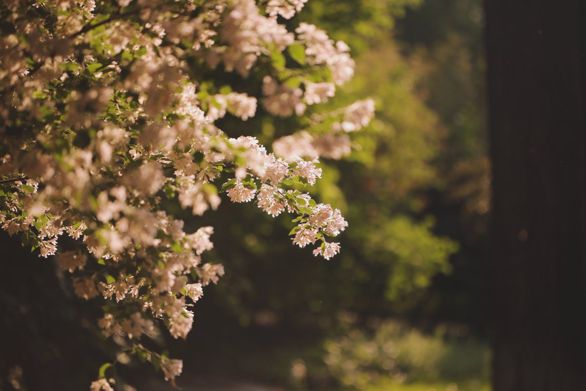 Mary White tweet media