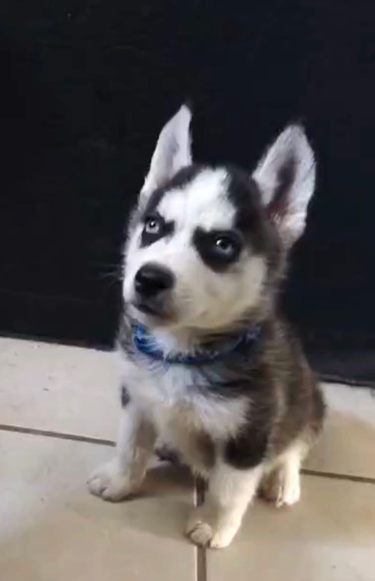 Palomín tweet media