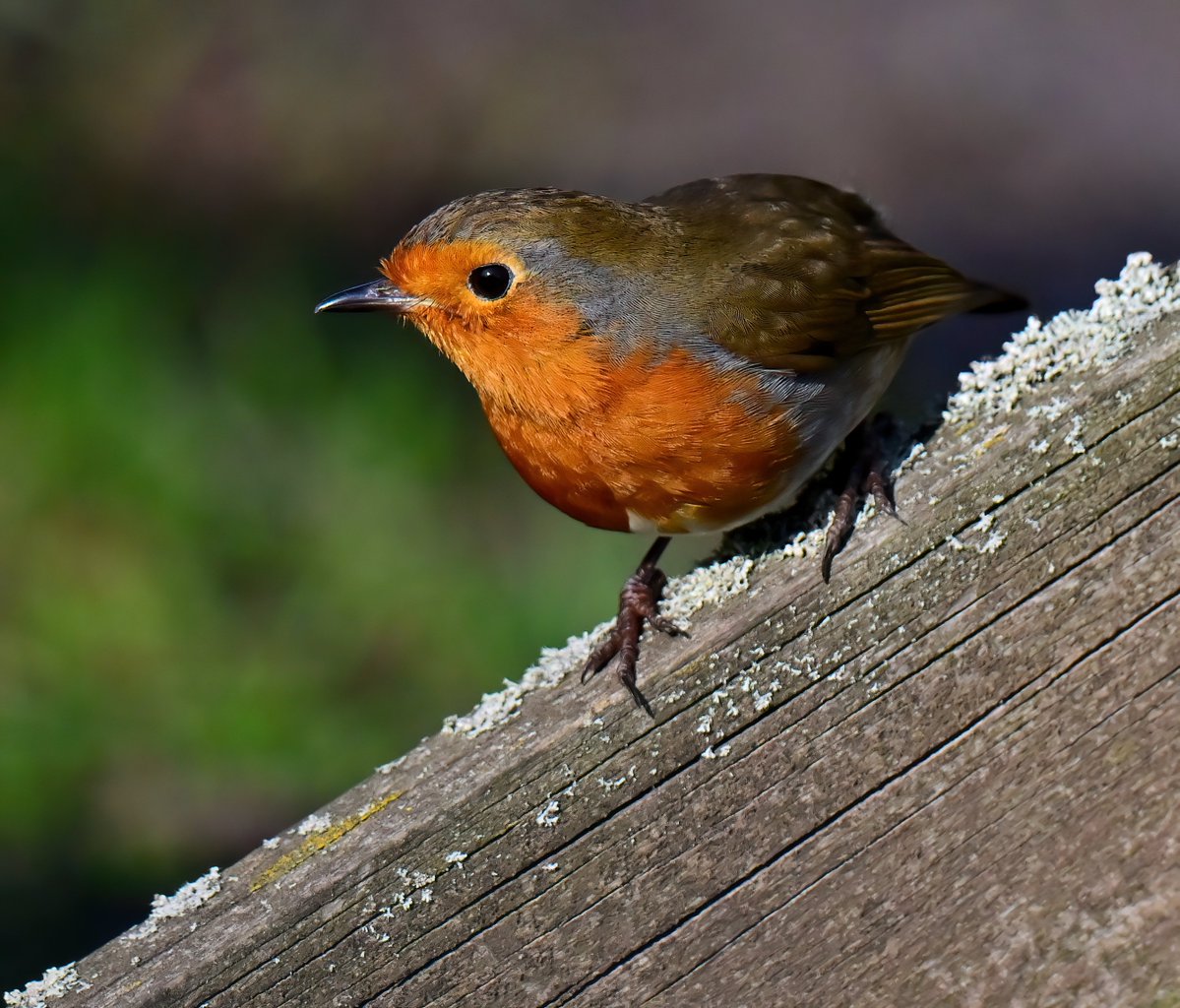 Carl Bovis tweet media