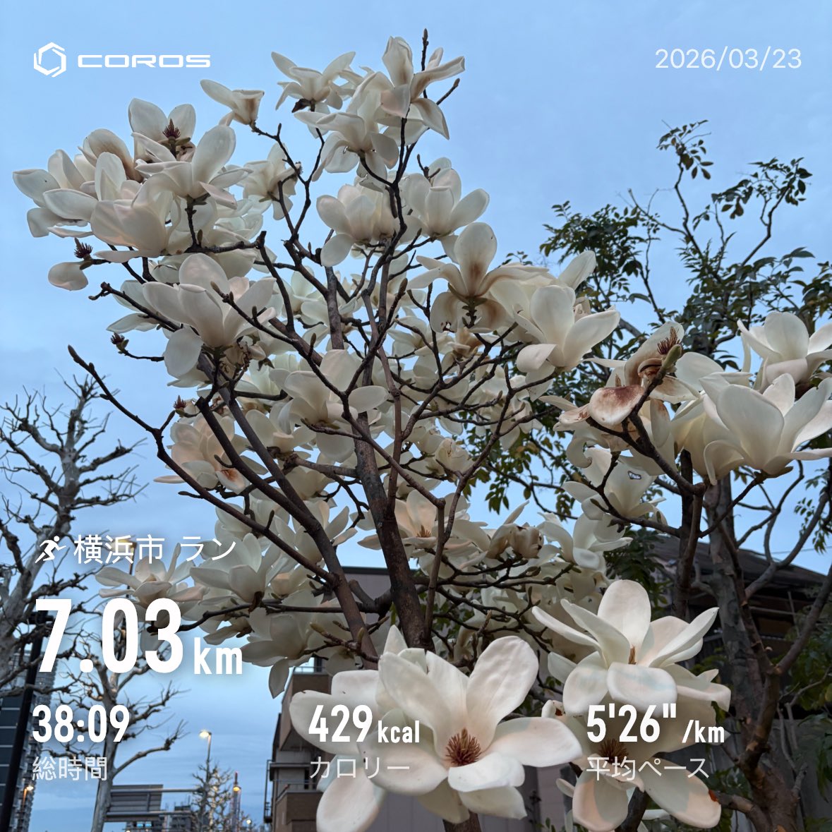 スイスポン@4/5 青梅高水トレイル30k tweet media