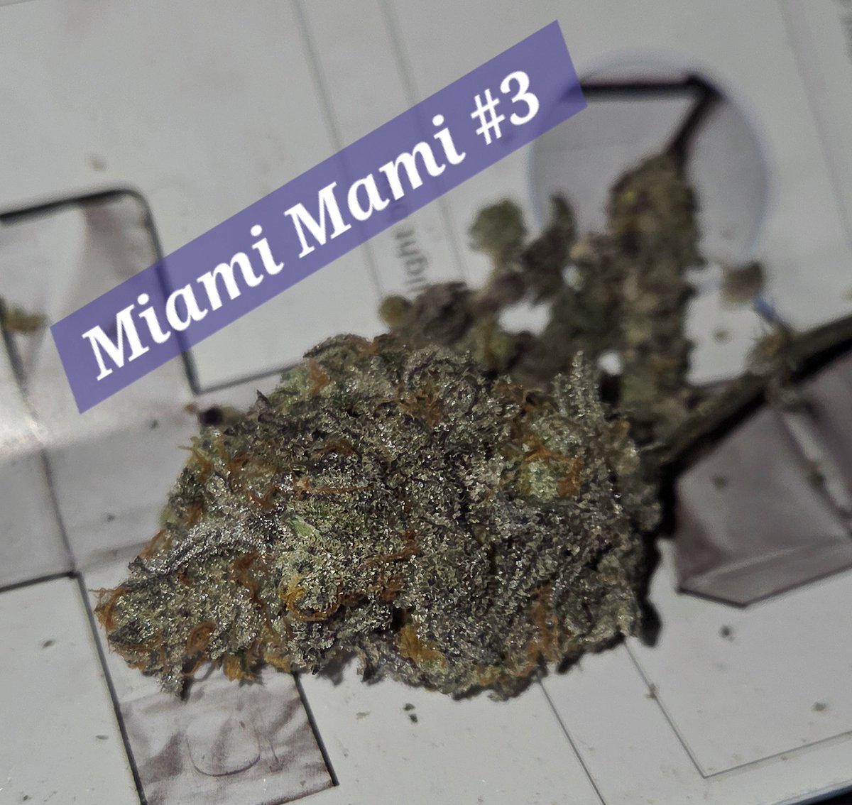 Elveedro🎖🔊🌴 tweet media