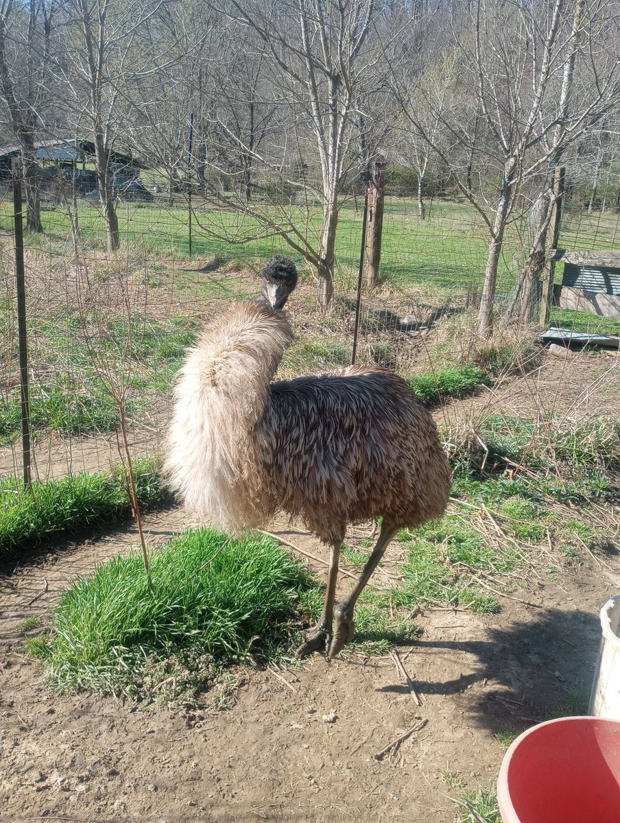 Farm Boy tweet media