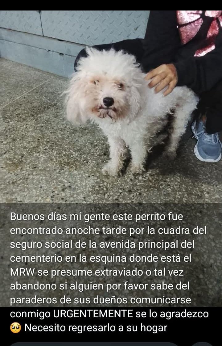 PerroUsuario's tweet photo. Encontrado por la cuadra del seguro social de la avenida principal del Cementerio en la esquina donde está el MRW, se presume extraviado. 04224127512, Caracas https://t.co/gzg3NU30pK