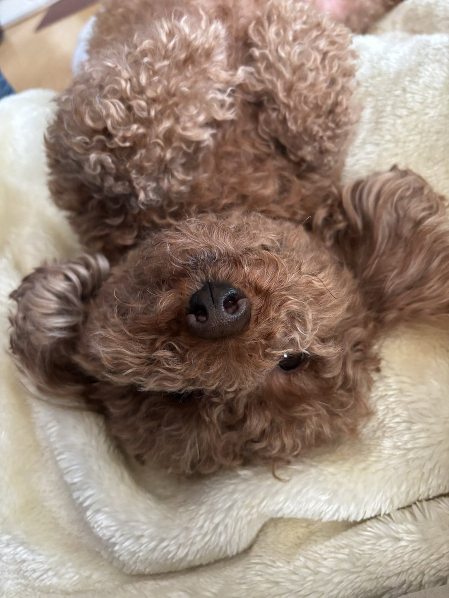 皆さんおはようございます😊🐶☔️
今日もよろしくお願いします🍀
お仕事頑張ってください( ･ᴗ･ )⚐⚑⚐