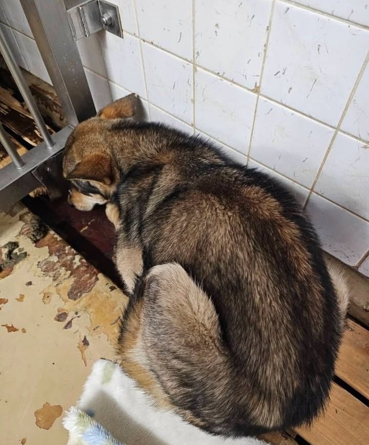 ただの猫ゃで tweet media