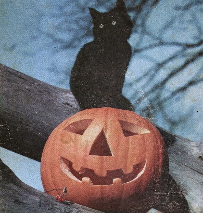 Imagine hating me and I'm just sitting here waiting for halloween