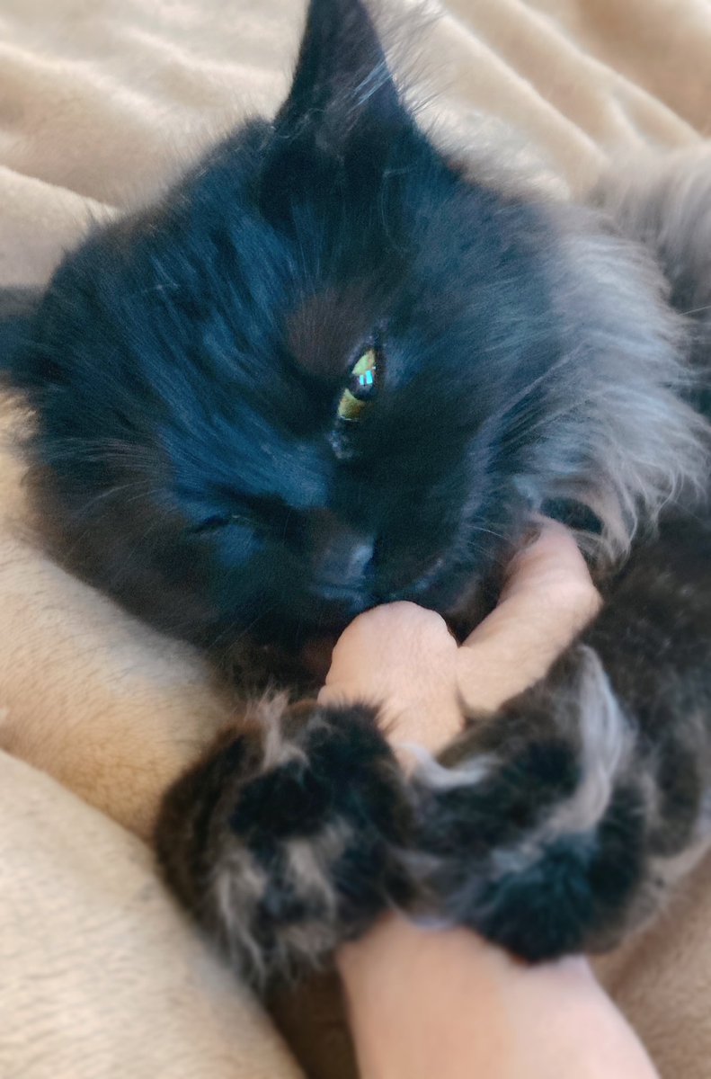 なっちゅ【黒猫家族】🐈‍⬛🪼 tweet media