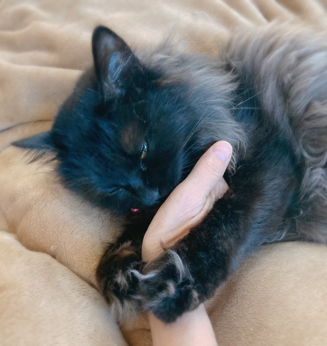 なっちゅ【黒猫家族】🐈‍⬛🪼 tweet media