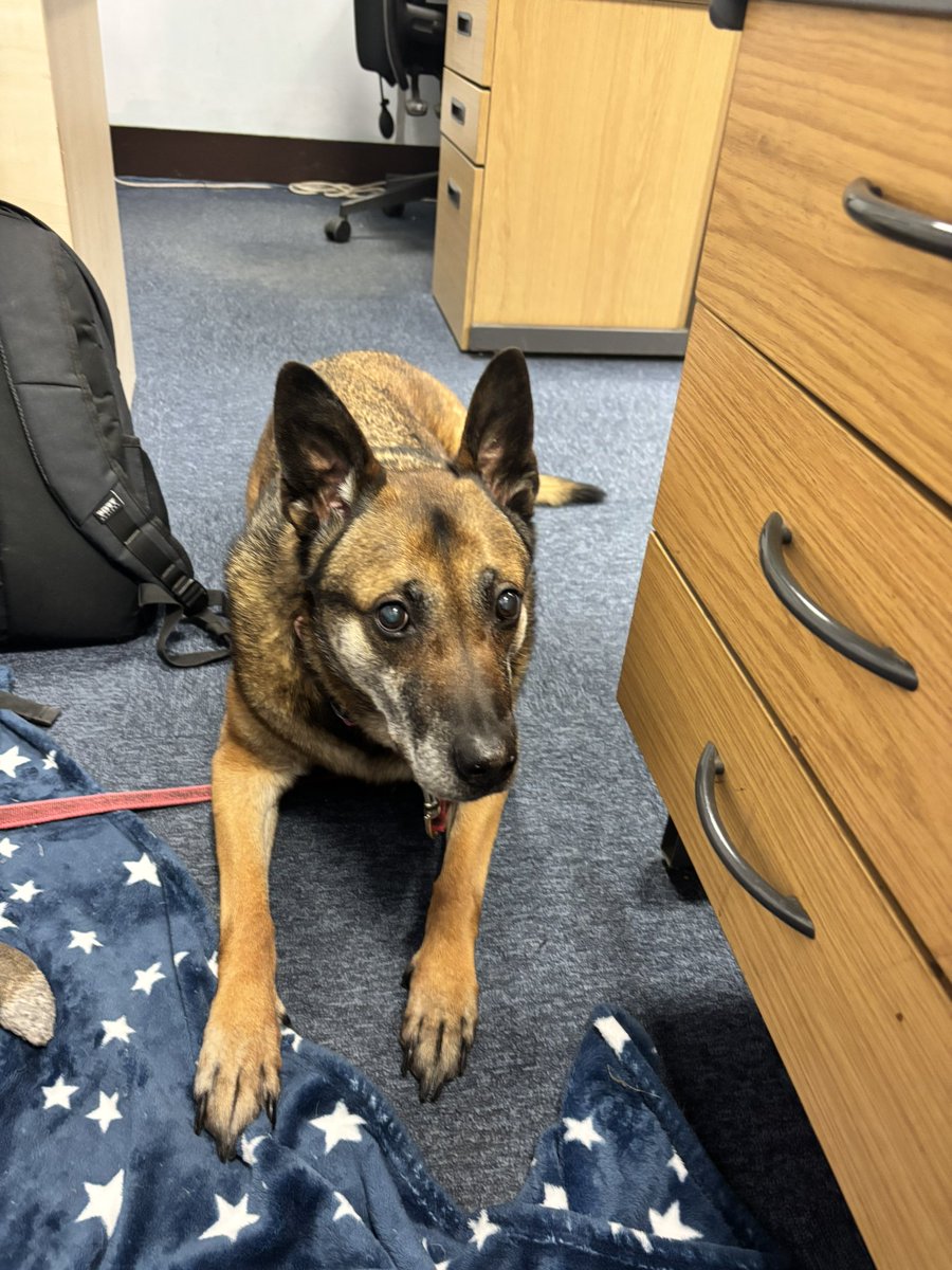 RPD Snap tweet media