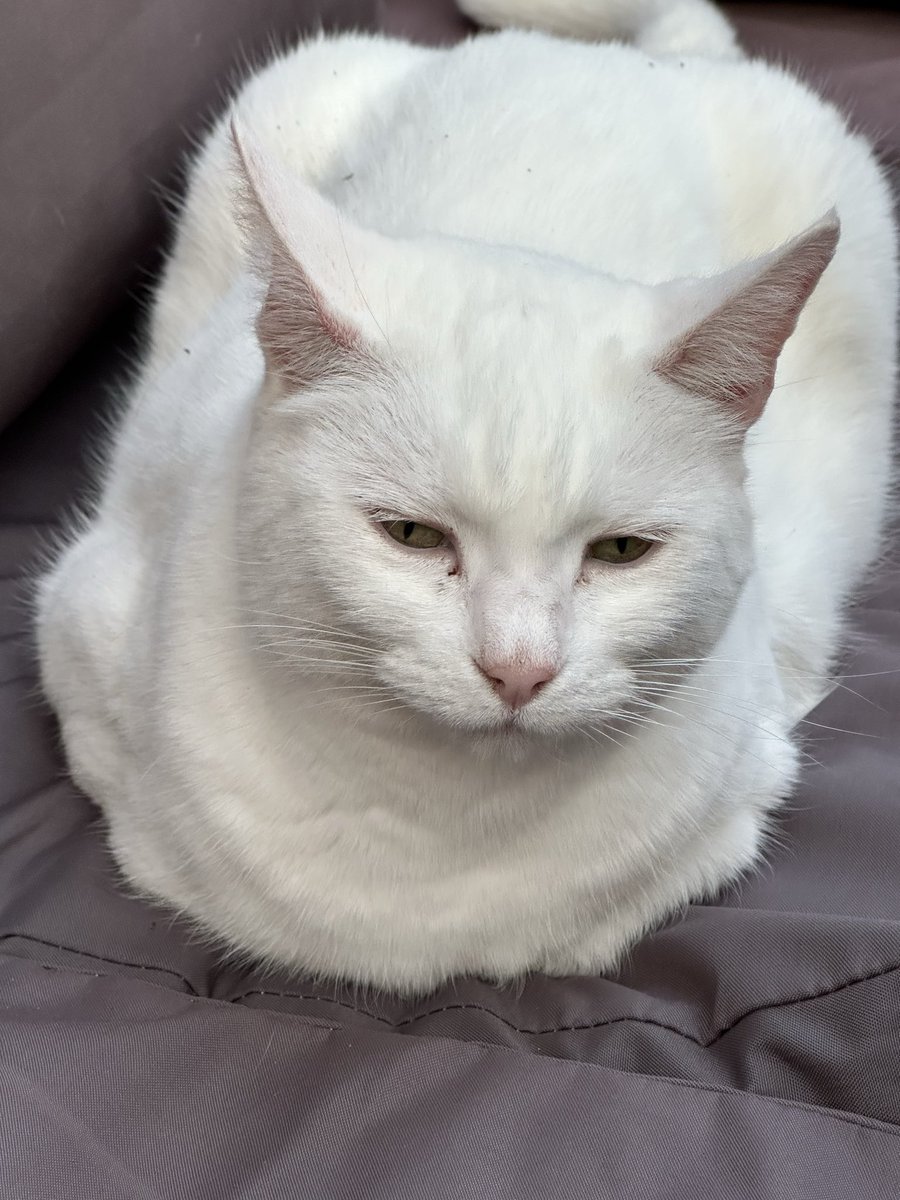 🏆 COYS, Joe 🇺🇦 #PocketSunflowers tweet media