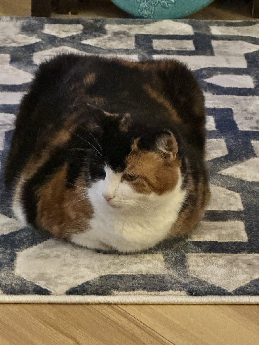 🏆 COYS, Joe 🇺🇦 #PocketSunflowers tweet media