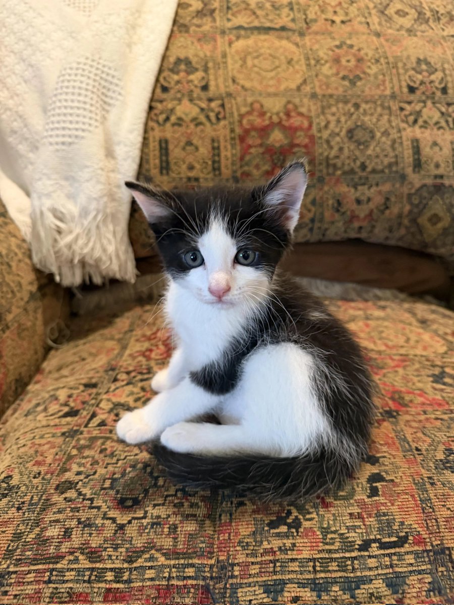 Cat 🐈 tweet media