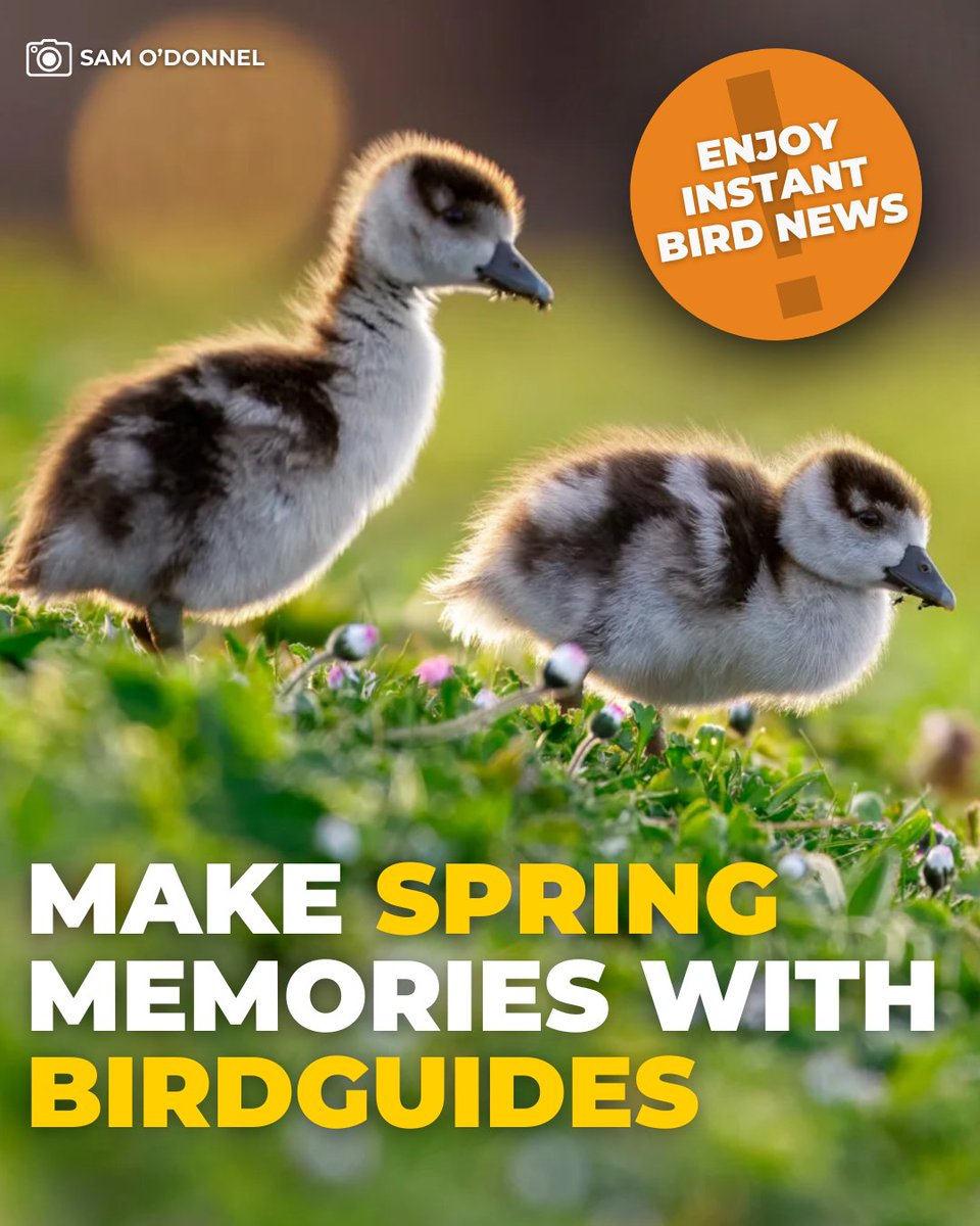 BirdGuides tweet media