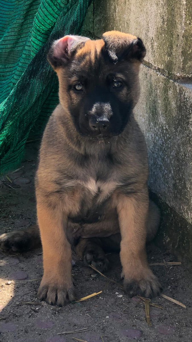 silvia mensegar tweet media