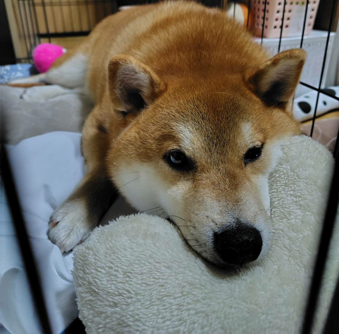 デク_deku@柴犬 tweet media