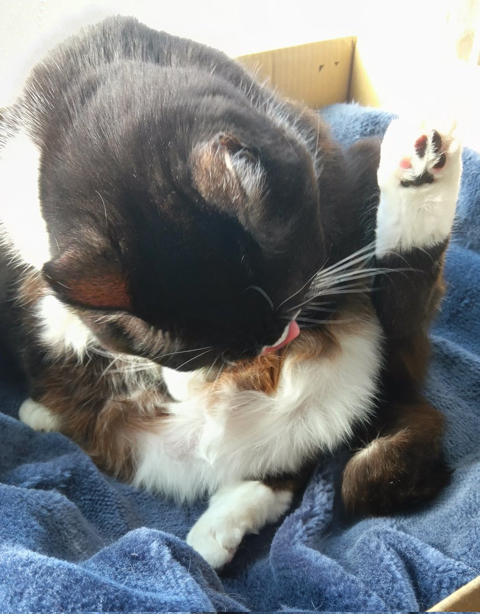 Анчан 😷💉 tweet media