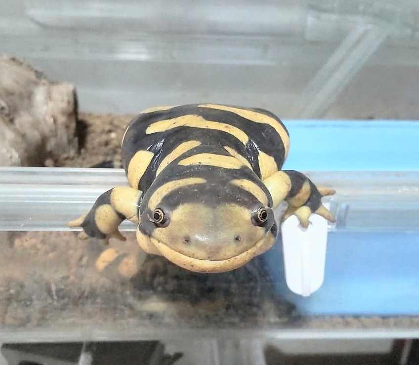 ぴ🐸❤frogs tweet media