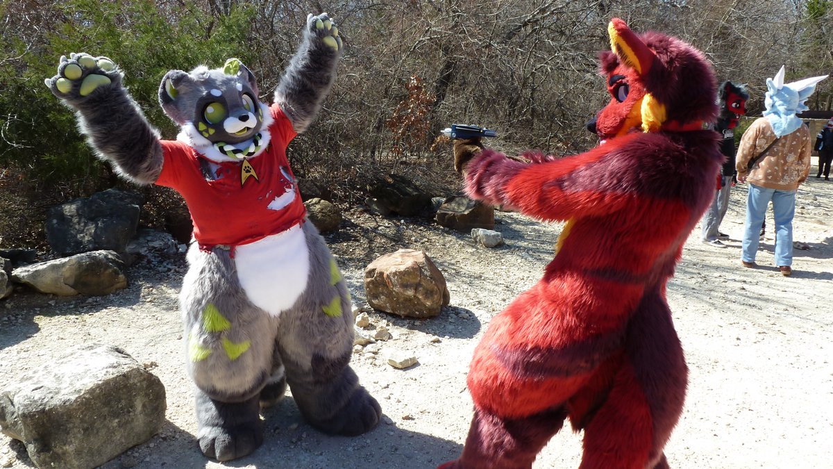 Ringo 🔜 Texas Furry Fiesta tweet media