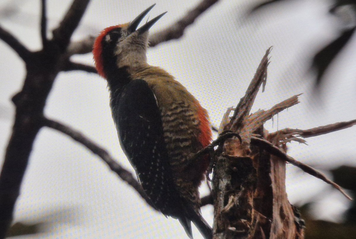 mick davis tweet media