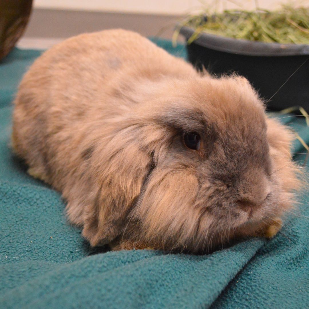 Greenhill Humane tweet media