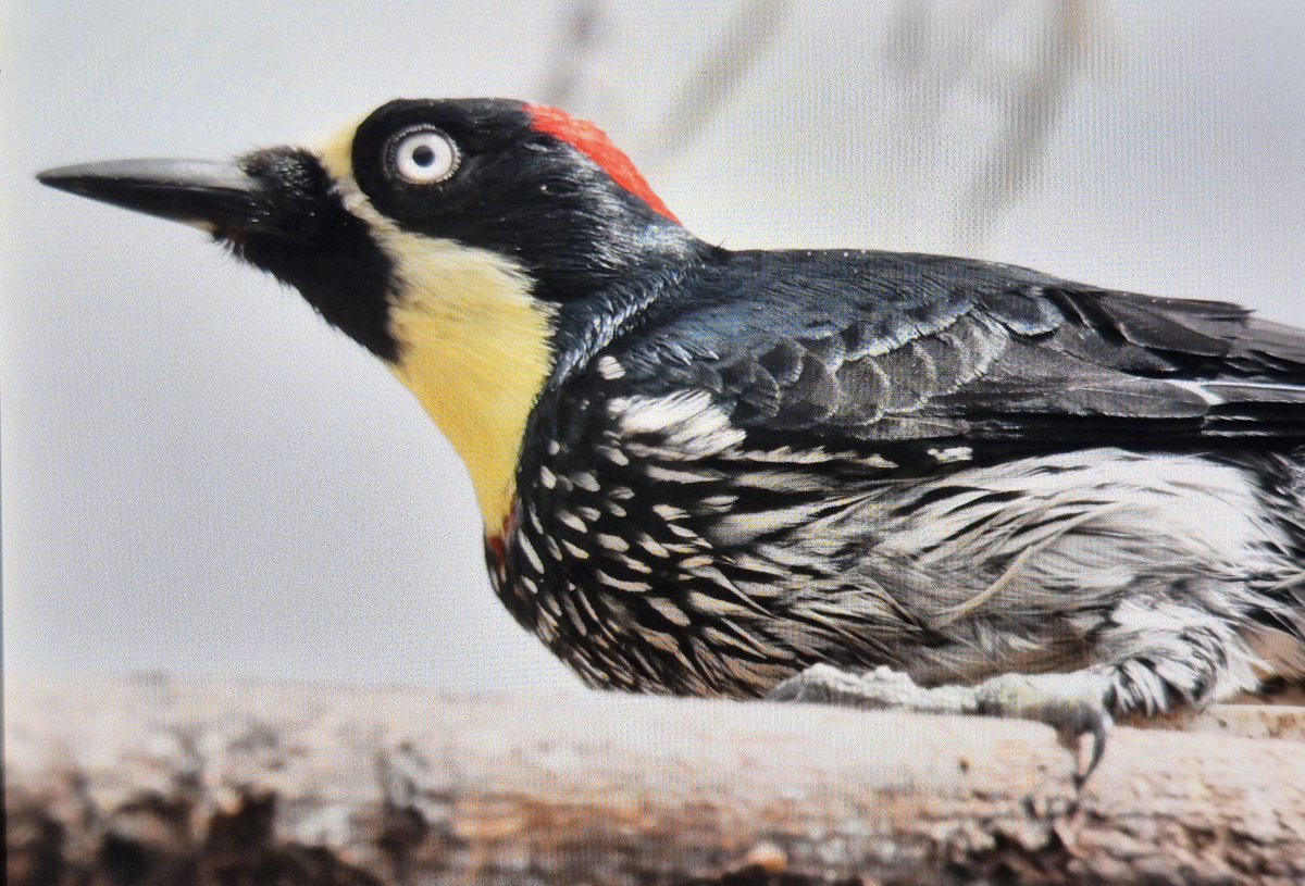 mick davis tweet media