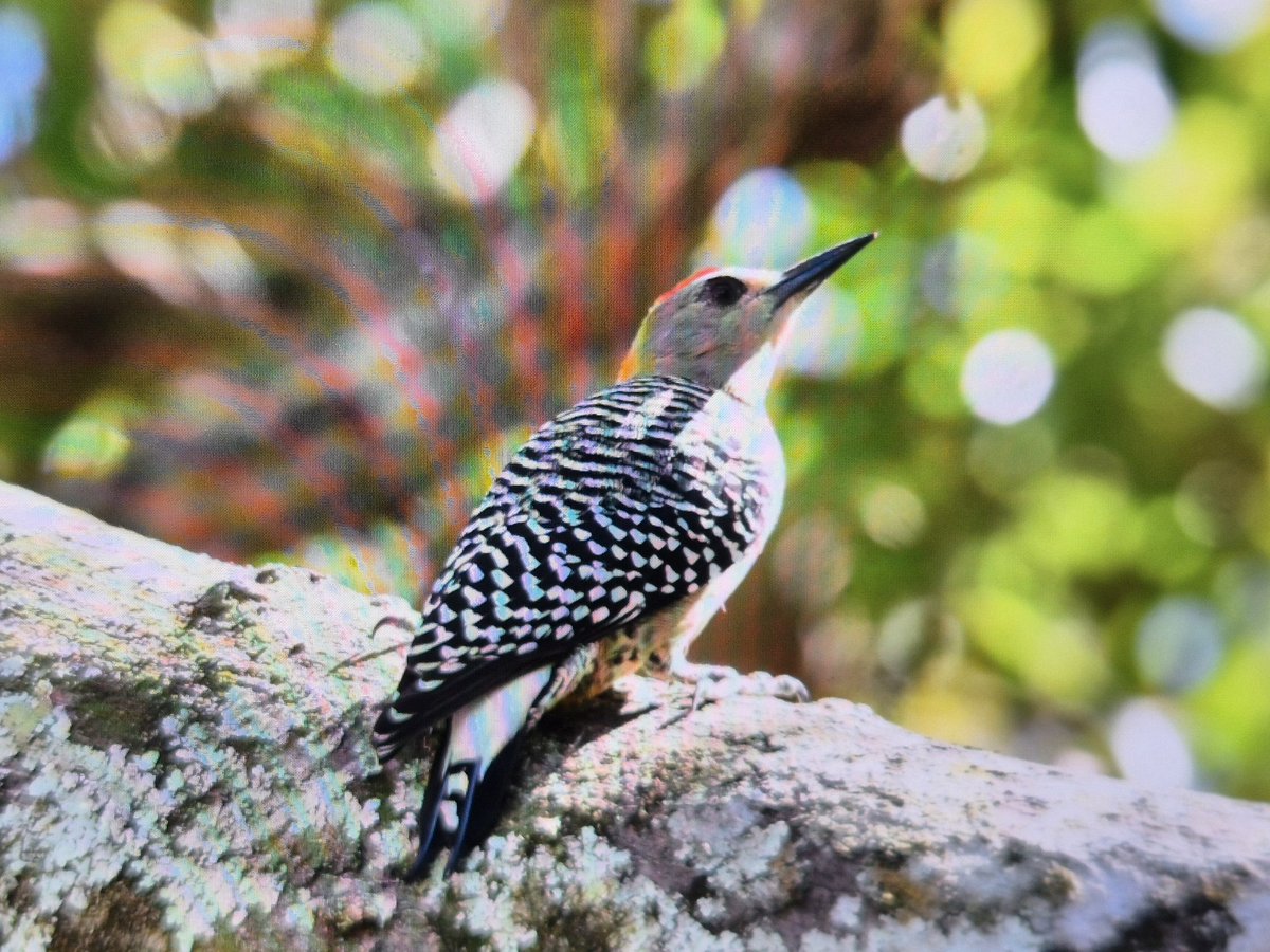 mick davis tweet media