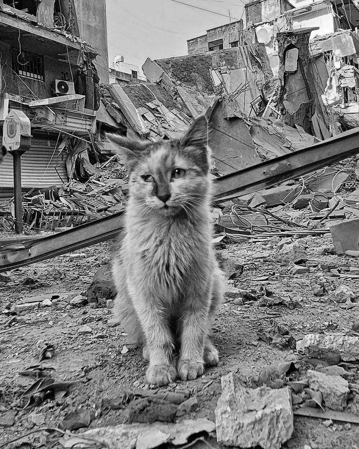 Şunu netleştirelim yeryüzünün en tehlikeli türü insanlıktır inanmıyor musunuz tarih kitaplarına ya da daha kolayı gazetelerin 3'üncü  sayfalarına bakın

#SokakHayvanlarıSahipsizDeğil