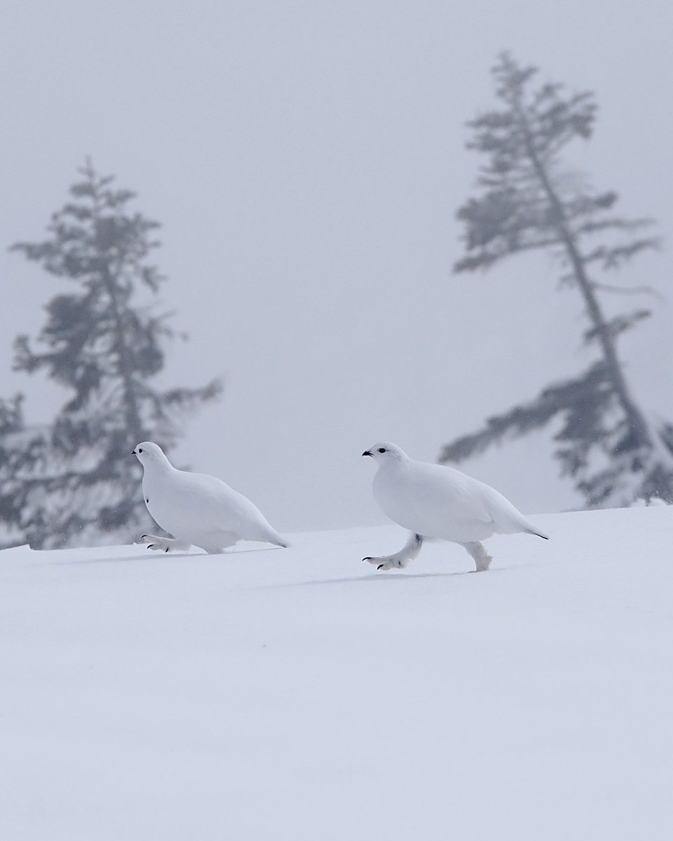 やぎちゃん🏔️長野の登山YouTuber tweet media