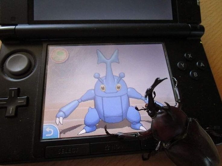 Pokémon Posts tweet media