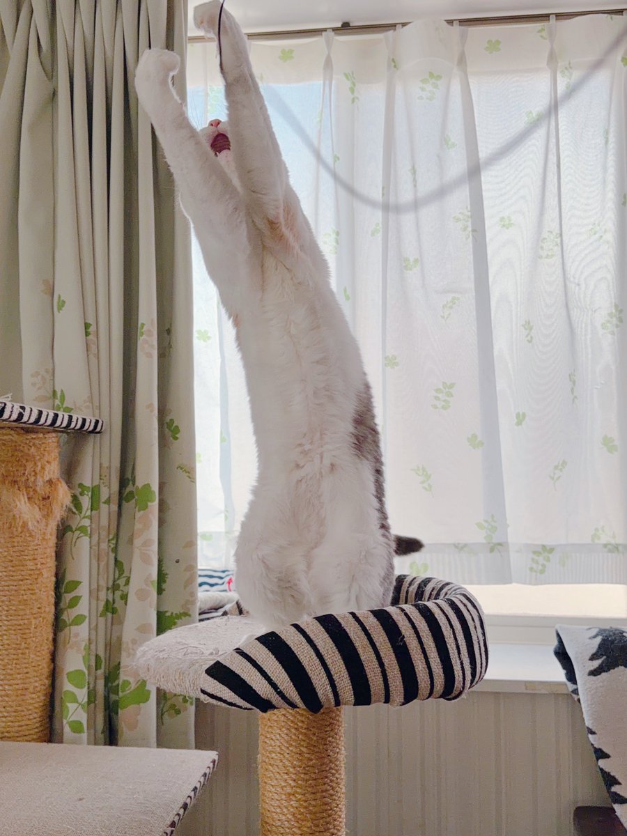 めるきど𓏲𓎨𓁉 tweet media