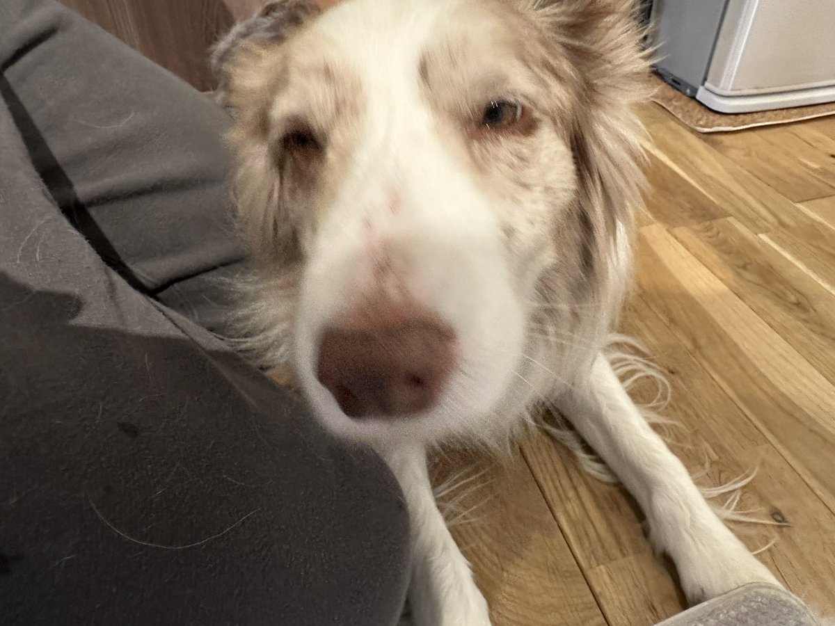 くまごろう tweet media