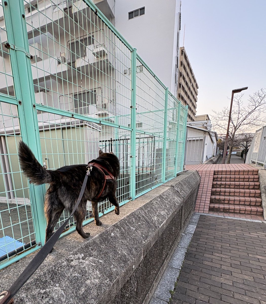 宝や。 tweet media