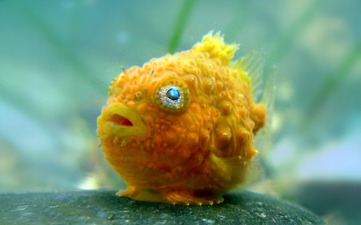 cactosando tweet media