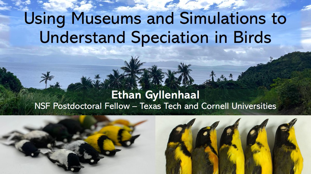 TTUBiologists's tweet image. Join us March 31 (1:15 PM, ESB 120) for a Forum Seminar by Ethan Gyllenhaal:
“Using Museums and Simulations to Understand Speciation in Birds”
A fascinating look at evolution through data + biodiversity! 🧬🐦
#Evolution #Speciation #TTU #Biology