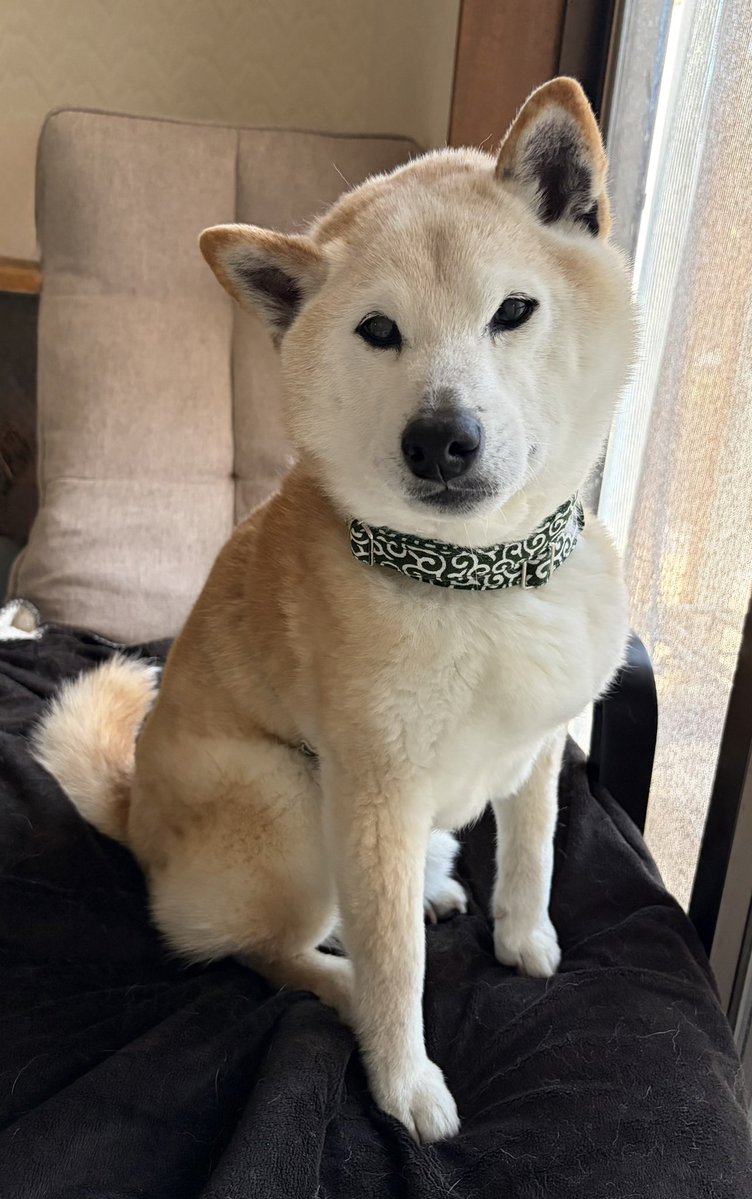 柴犬がっくん tweet media