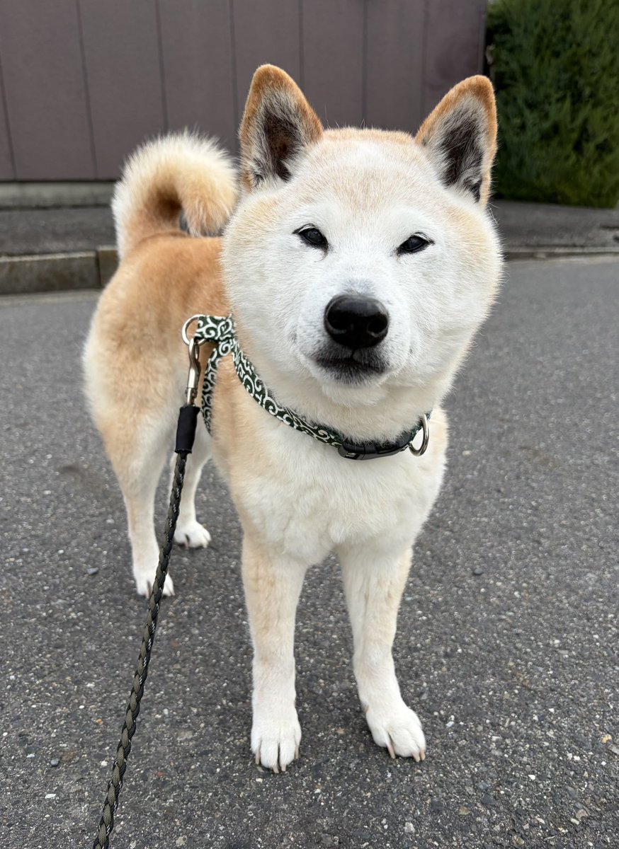 柴犬がっくん tweet media