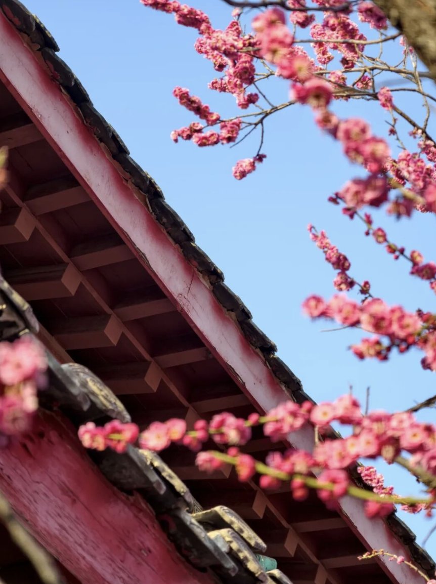 TravelYant95583's tweet image. Plum blossom season in Yantai 🌸
Pink hills at Nanshan.
Ink-painting vibes at Yuhuangding.
Lake reflections at Fulaishan.
Spring has officially arrived.
#Yantai #PlumBlossoms #SpringInYantai