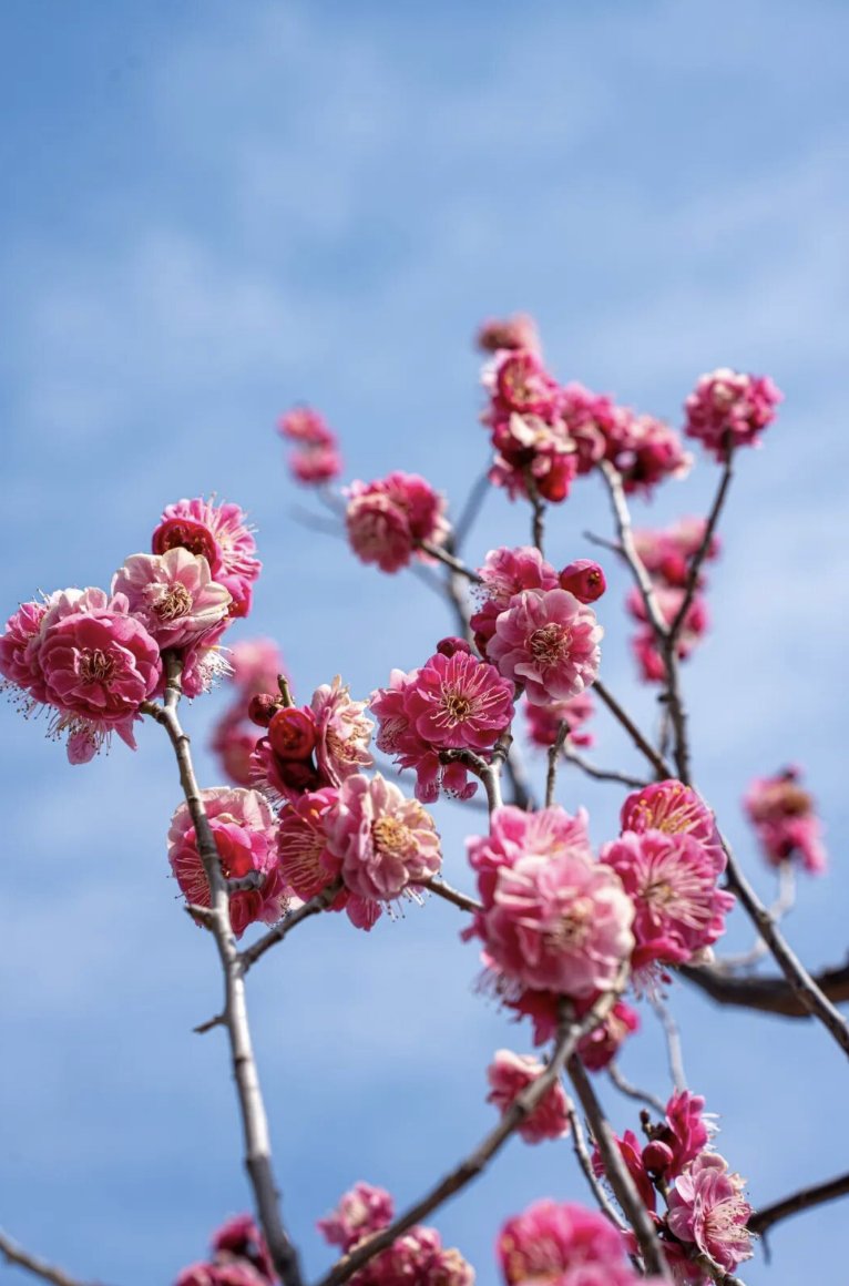 TravelYant95583's tweet image. Plum blossom season in Yantai 🌸
Pink hills at Nanshan.
Ink-painting vibes at Yuhuangding.
Lake reflections at Fulaishan.
Spring has officially arrived.
#Yantai #PlumBlossoms #SpringInYantai