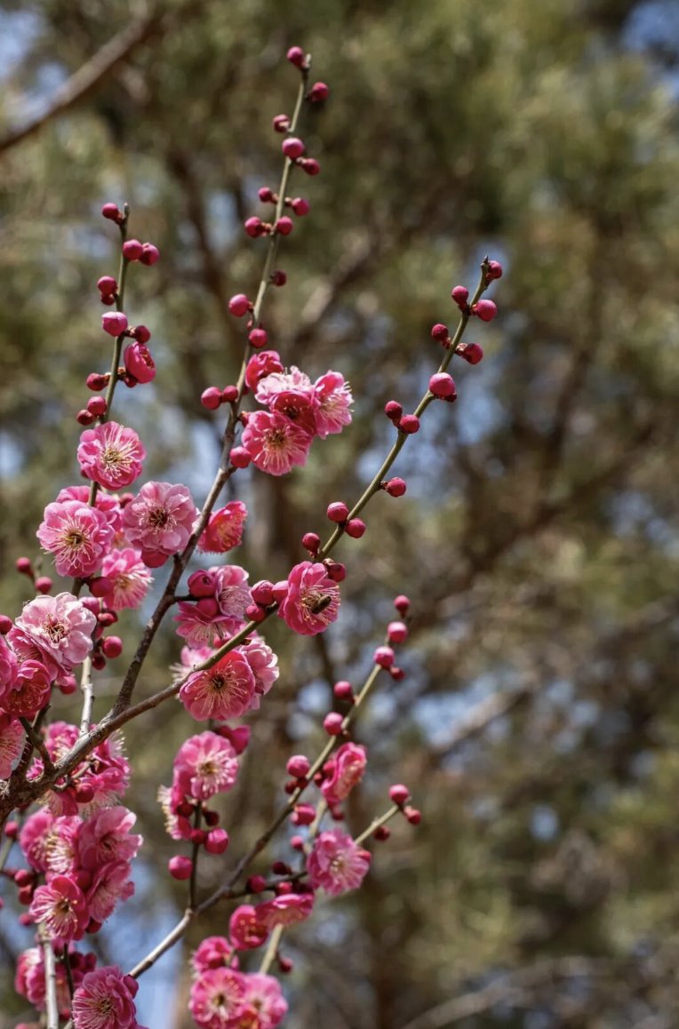 TravelYant95583's tweet image. Plum blossom season in Yantai 🌸
Pink hills at Nanshan.
Ink-painting vibes at Yuhuangding.
Lake reflections at Fulaishan.
Spring has officially arrived.
#Yantai #PlumBlossoms #SpringInYantai