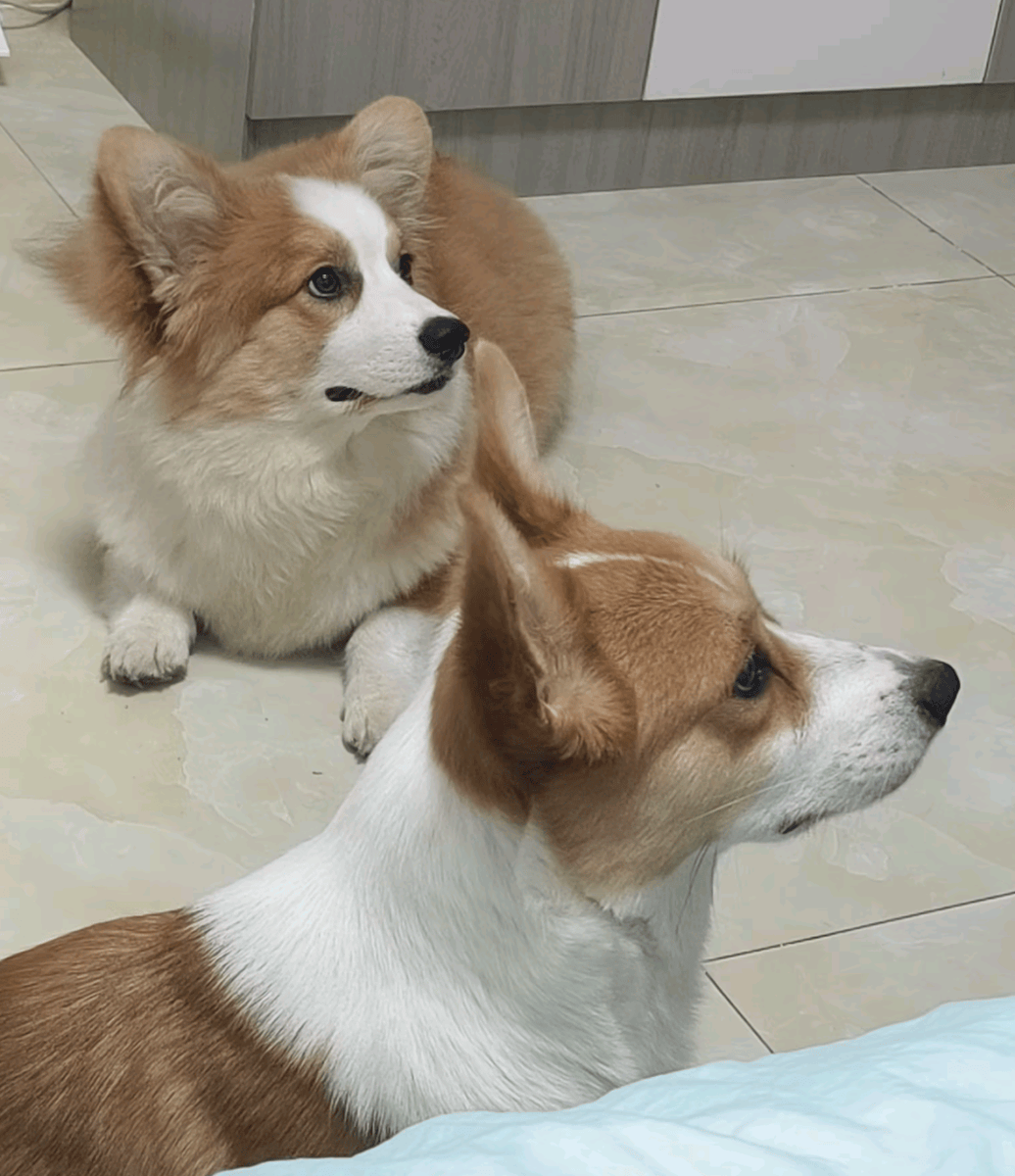 Asam Laksa tweet media