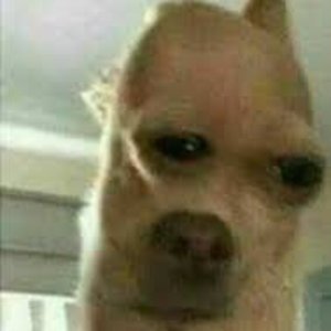 ShadowsInTheRedLight tweet media