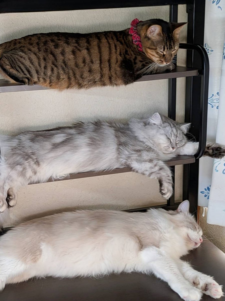 みしゅり tweet media